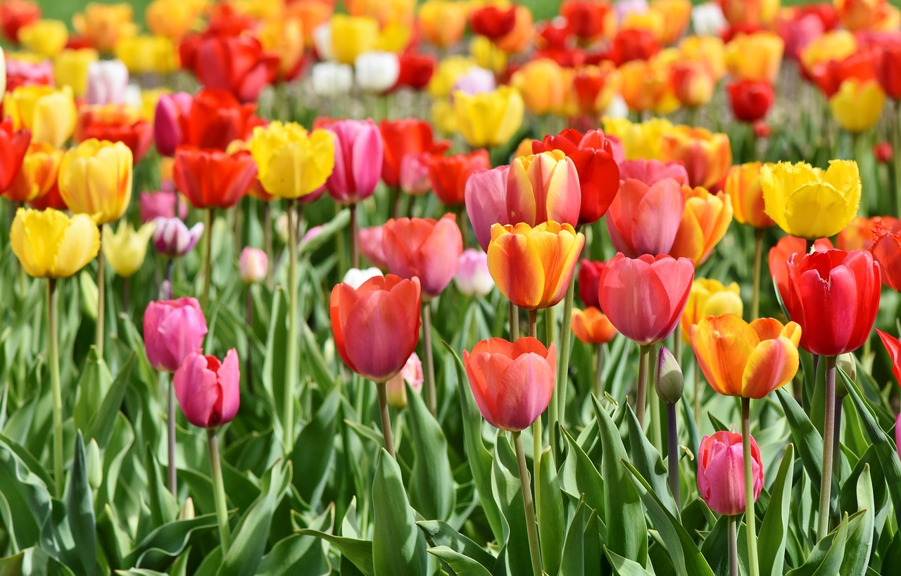 Poradnik dla początkujących do sadzenia tulipanów (kwiat, który po prostu kocham)