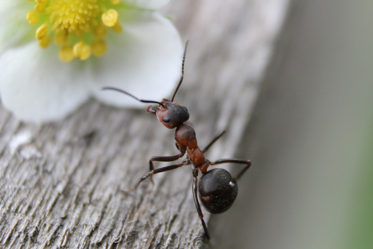 Jak pozbyć się mrówek w domu