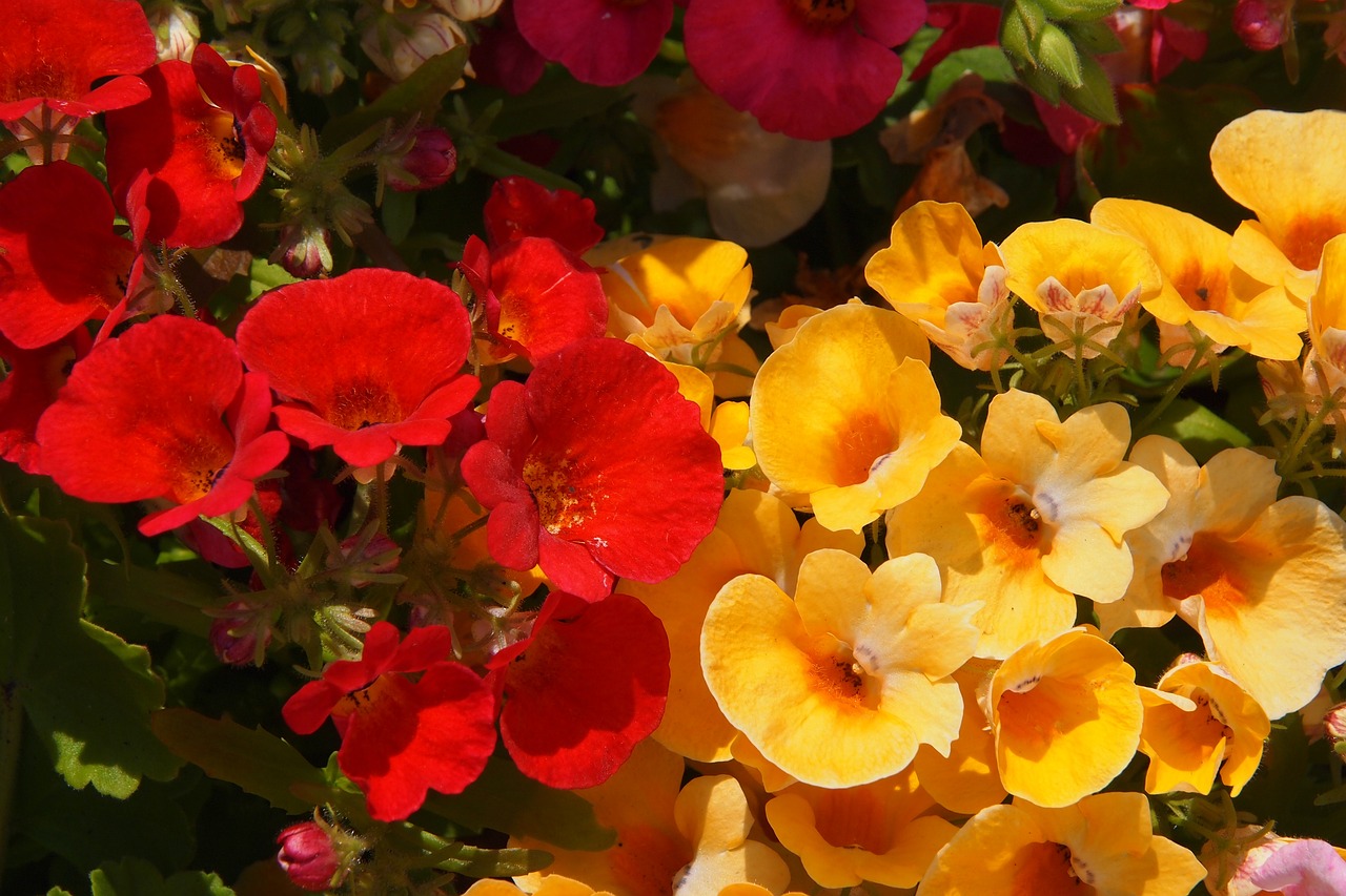 Nemezja powabna – jak siać, uprawa i pielęgnacja kwiat idealnego na balkon i taras