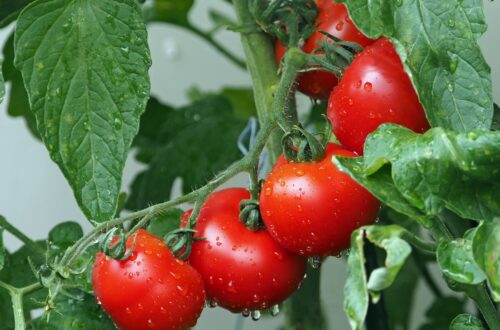 Jak sadzić pomidory w ogrodzie? Uprawa pod folią i szklarnią